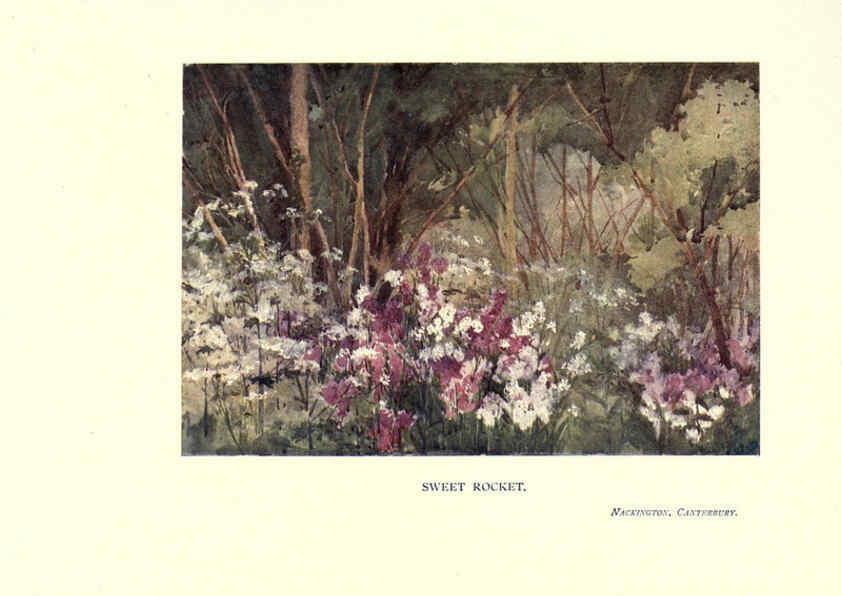 Reproducción/Reproduction 6285789949: Garden colour London,E. P. Dutton & company,1905