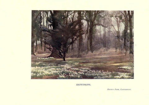 Reproducción/Reproduction 6285786991: Garden colour London,E. P. Dutton & company,1905