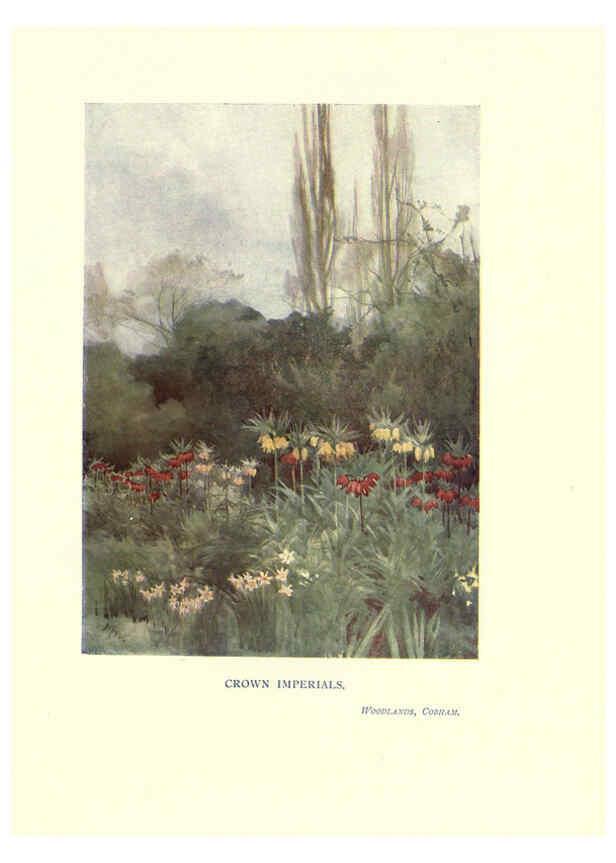 Reproducción/Reproduction 6286307818: Garden colour London,E. P. Dutton & company,1905