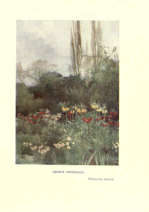 Reproducción/Reproduction 6286307818: Garden colour London,E. P. Dutton & company,1905