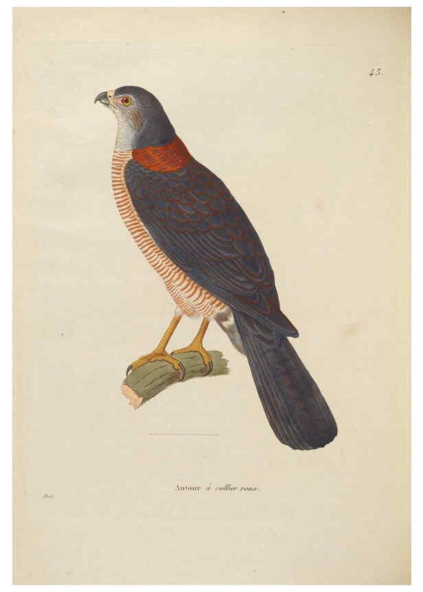 Reproducción/Reproduction 6285715877: Nouveau recueil de planches coloriées d'oiseaux A Strasbourgh ;Chez Legras Imbert et Comp.,1838