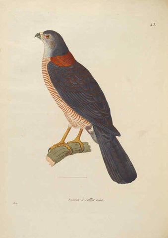 Reproducción/Reproduction 6285715877: Nouveau recueil de planches coloriées d'oiseaux A Strasbourgh ;Chez Legras Imbert et Comp.,1838