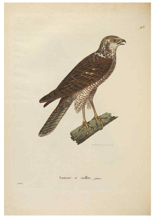 Reproducción/Reproduction 6286237156: Nouveau recueil de planches coloriées d'oiseaux A Strasbourgh ;Chez Legras Imbert et Comp.,1838
