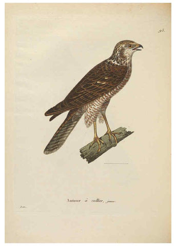 Reproducción/Reproduction 6286237156: Nouveau recueil de planches coloriées d'oiseaux A Strasbourgh ;Chez Legras Imbert et Comp.,1838