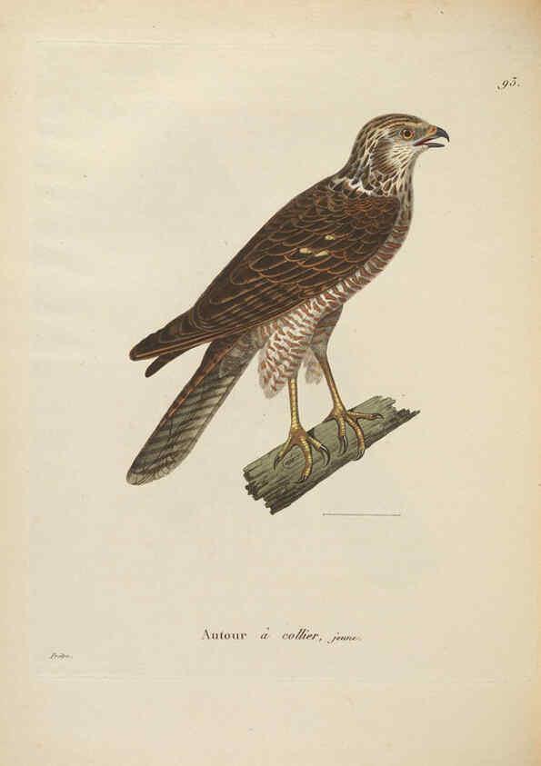 Reproducción/Reproduction 6286237156: Nouveau recueil de planches coloriées d'oiseaux A Strasbourgh ;Chez Legras Imbert et Comp.,1838