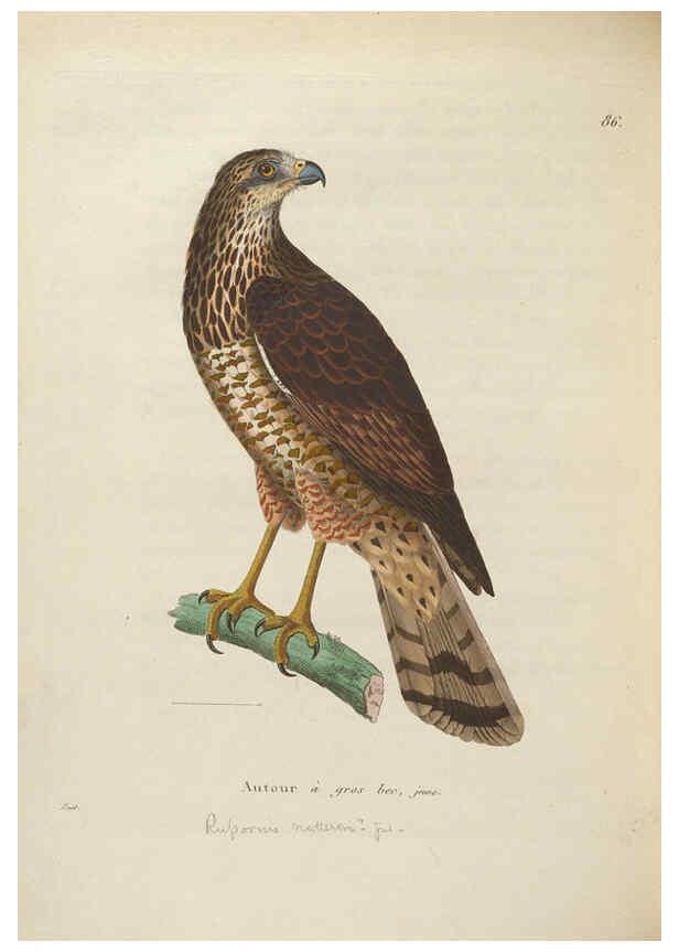Reproducción/Reproduction 6285716147: Nouveau recueil de planches coloriées d'oiseaux A Strasbourgh ;Chez Legras Imbert et Comp.,1838
