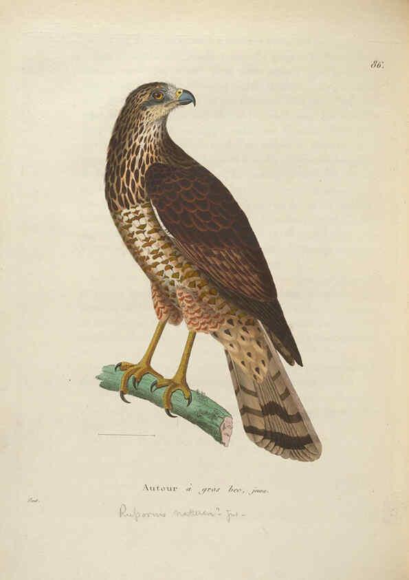 Reproducción/Reproduction 6285716147: Nouveau recueil de planches coloriées d'oiseaux A Strasbourgh ;Chez Legras Imbert et Comp.,1838