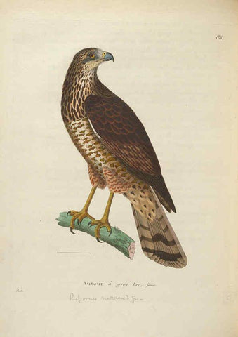 Reproducción/Reproduction 6285716147: Nouveau recueil de planches coloriées d'oiseaux A Strasbourgh ;Chez Legras Imbert et Comp.,1838