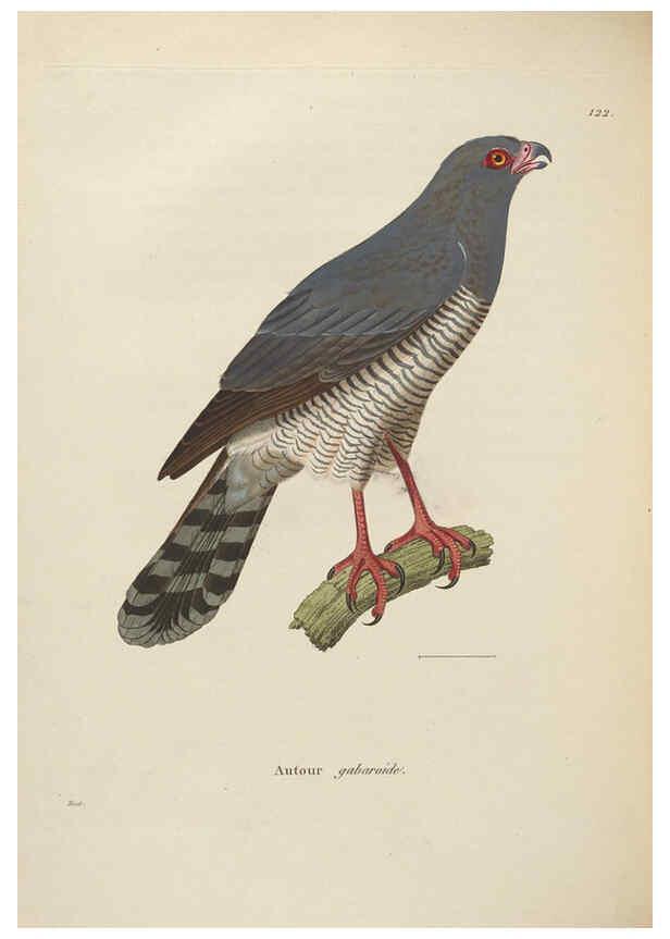 Reproducción/Reproduction 6286237476: Nouveau recueil de planches coloriées d'oiseaux A Strasbourgh ;Chez Legras Imbert et Comp.,1838