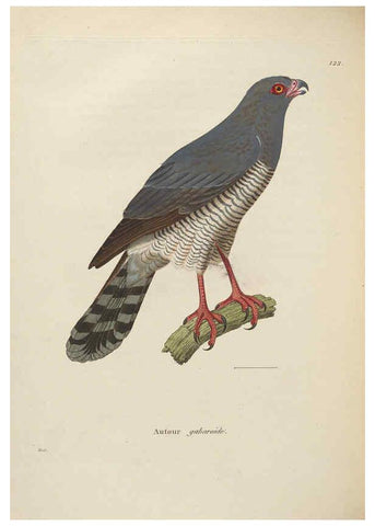 Reproducción/Reproduction 6286237476: Nouveau recueil de planches coloriées d'oiseaux A Strasbourgh ;Chez Legras Imbert et Comp.,1838
