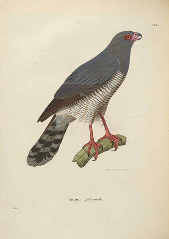 Reproducción/Reproduction 6286237476: Nouveau recueil de planches coloriées d'oiseaux A Strasbourgh ;Chez Legras Imbert et Comp.,1838