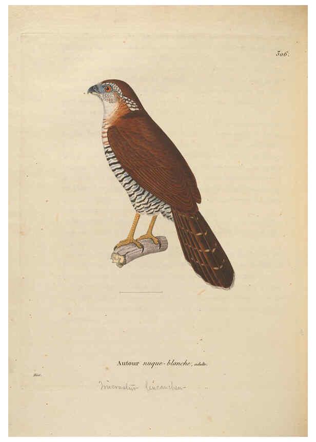 Reproducción/Reproduction 6286237832: Nouveau recueil de planches coloriées d'oiseaux A Strasbourgh ;Chez Legras Imbert et Comp.,1838