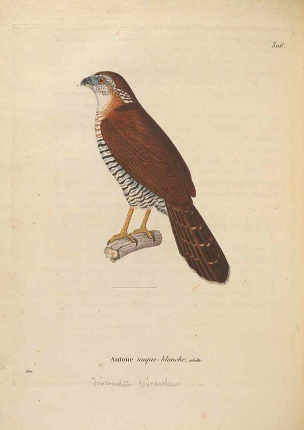 Reproducción/Reproduction 6286237832: Nouveau recueil de planches coloriées d'oiseaux A Strasbourgh ;Chez Legras Imbert et Comp.,1838