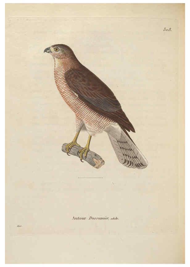 Reproducción/Reproduction 6286238500: Nouveau recueil de planches coloriées d'oiseaux A Strasbourgh ;Chez Legras Imbert et Comp.,1838