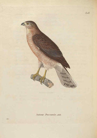 Reproducción/Reproduction 6286238500: Nouveau recueil de planches coloriées d'oiseaux A Strasbourgh ;Chez Legras Imbert et Comp.,1838