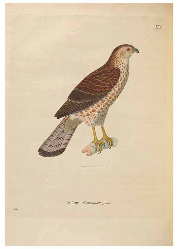 Reproducción/Reproduction 6286238682: Nouveau recueil de planches coloriées d'oiseaux A Strasbourgh ;Chez Legras Imbert et Comp.,1838