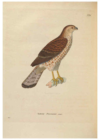 Reproducción/Reproduction 6286238682: Nouveau recueil de planches coloriées d'oiseaux A Strasbourgh ;Chez Legras Imbert et Comp.,1838