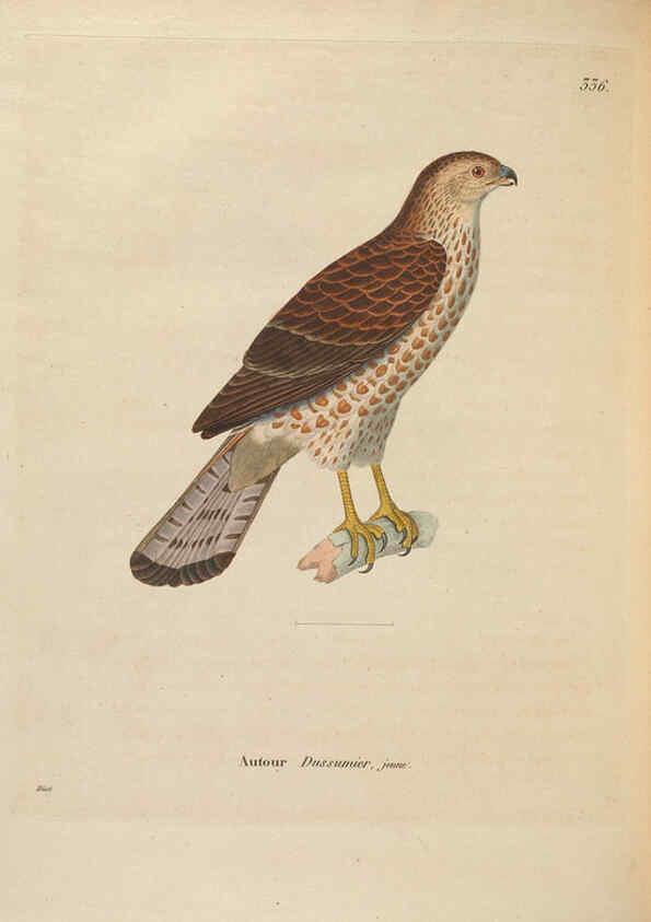 Reproducción/Reproduction 6286238682: Nouveau recueil de planches coloriées d'oiseaux A Strasbourgh ;Chez Legras Imbert et Comp.,1838