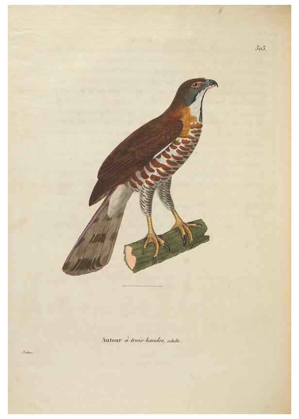 Reproducción/Reproduction 6286238932: Nouveau recueil de planches coloriées d'oiseaux A Strasbourgh ;Chez Legras Imbert et Comp.,1838