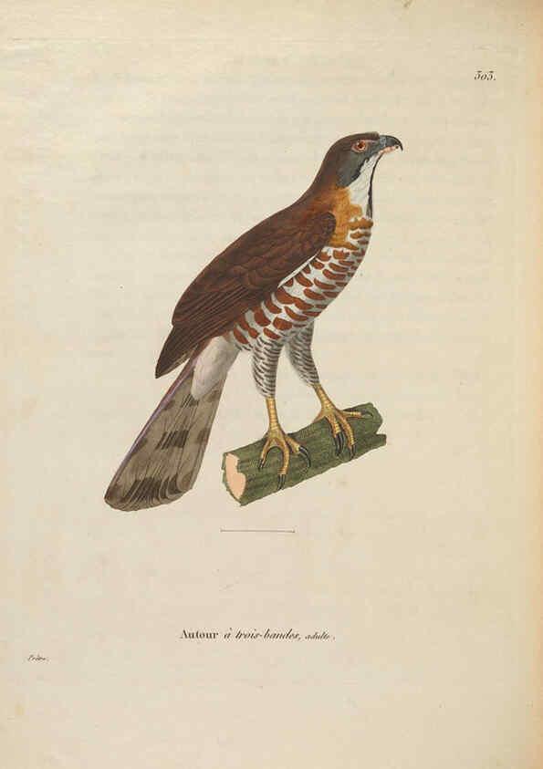 Reproducción/Reproduction 6286238932: Nouveau recueil de planches coloriées d'oiseaux A Strasbourgh ;Chez Legras Imbert et Comp.,1838