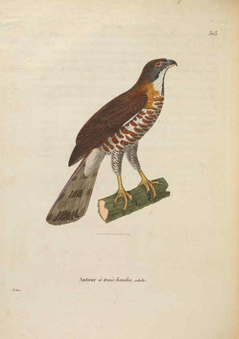 Reproducción/Reproduction 6286238932: Nouveau recueil de planches coloriées d'oiseaux A Strasbourgh ;Chez Legras Imbert et Comp.,1838