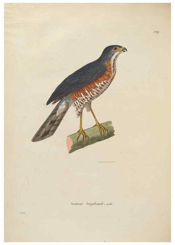 Reproducción/Reproduction 6286239110: Nouveau recueil de planches coloriées d'oiseaux A Strasbourgh ;Chez Legras Imbert et Comp.,1838