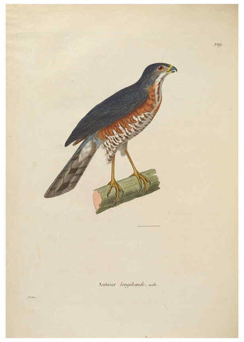 Reproducción/Reproduction 6286239110: Nouveau recueil de planches coloriées d'oiseaux A Strasbourgh ;Chez Legras Imbert et Comp.,1838