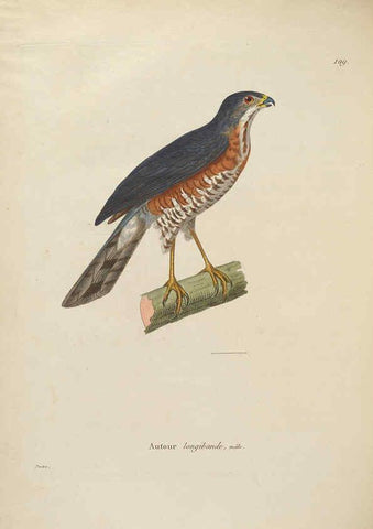 Reproducción/Reproduction 6286239110: Nouveau recueil de planches coloriées d'oiseaux A Strasbourgh ;Chez Legras Imbert et Comp.,1838