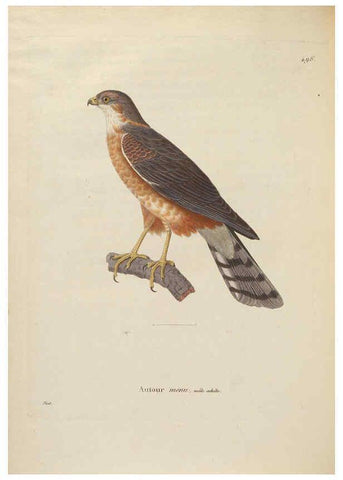 Reproducción/Reproduction 6285718175: Nouveau recueil de planches coloriées d'oiseaux A Strasbourgh ;Chez Legras Imbert et Comp.,1838