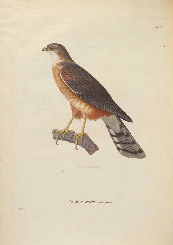 Reproducción/Reproduction 6285718175: Nouveau recueil de planches coloriées d'oiseaux A Strasbourgh ;Chez Legras Imbert et Comp.,1838
