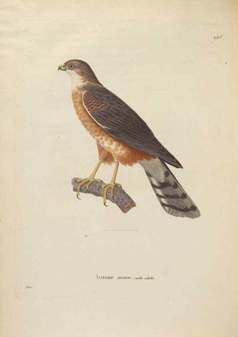 Reproducción/Reproduction 6285718175: Nouveau recueil de planches coloriées d'oiseaux A Strasbourgh ;Chez Legras Imbert et Comp.,1838
