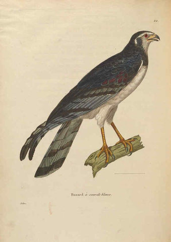 Reproducción/Reproduction 6286239552: Nouveau recueil de planches coloriées d'oiseaux A Strasbourgh ;Chez Legras Imbert et Comp.,1838