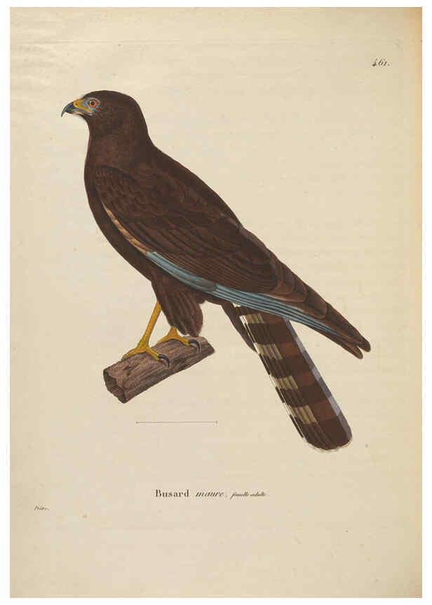 Reproducción/Reproduction 6285718503: Nouveau recueil de planches coloriées d'oiseaux A Strasbourgh ;Chez Legras Imbert et Comp.,1838