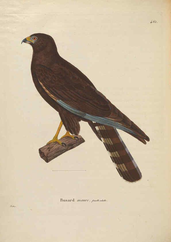 Reproducción/Reproduction 6285718503: Nouveau recueil de planches coloriées d'oiseaux A Strasbourgh ;Chez Legras Imbert et Comp.,1838