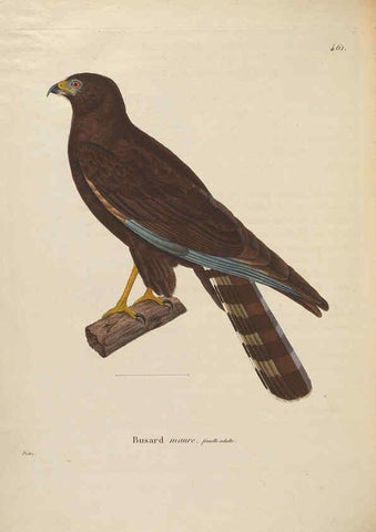 Reproducción/Reproduction 6285718503: Nouveau recueil de planches coloriées d'oiseaux A Strasbourgh ;Chez Legras Imbert et Comp.,1838