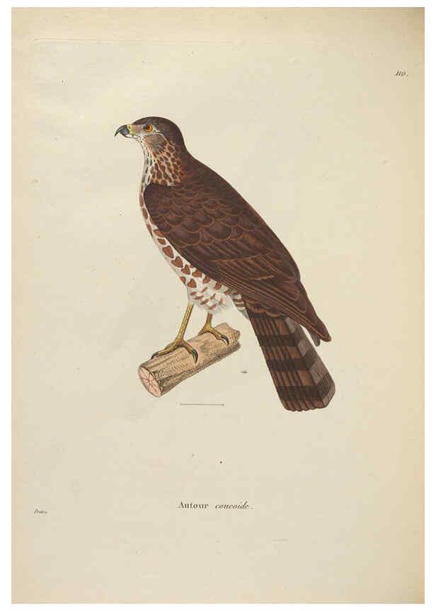 Reproducción/Reproduction 6285717129: Nouveau recueil de planches coloriées d'oiseaux A Strasbourgh ;Chez Legras Imbert et Comp.,1838