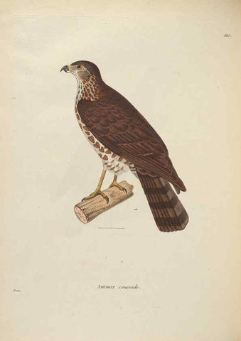 Reproducción/Reproduction 6285717129: Nouveau recueil de planches coloriées d'oiseaux A Strasbourgh ;Chez Legras Imbert et Comp.,1838