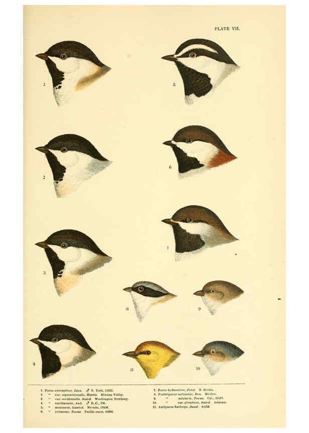 Reproducción/Reproduction 6286241213: A history of North American birds Boston :Little, Brown,1905