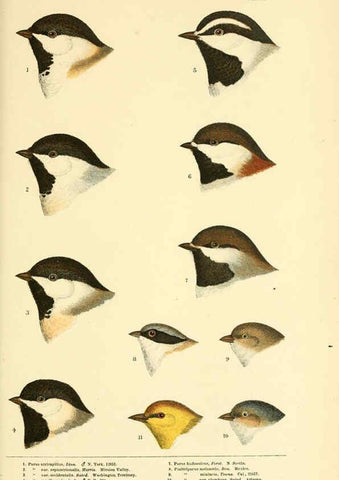 Reproducción/Reproduction 6286241213: A history of North American birds Boston :Little, Brown,1905