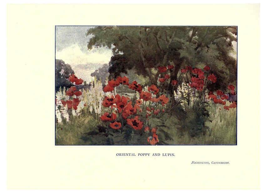 Reproducción/Reproduction 6285790859: Garden colour London,E. P. Dutton & company,1905