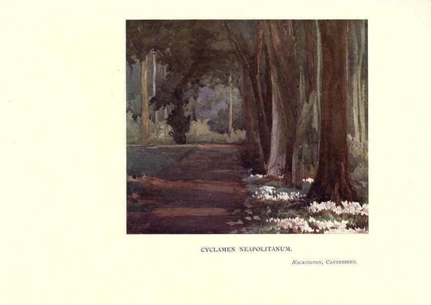 Reproducción/Reproduction 6286316860: Garden colour London,E. P. Dutton & company,1905