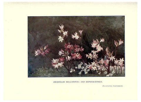 Reproducción/Reproduction 6285796151: Garden colour London,E. P. Dutton & company,1905