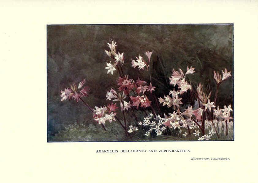 Reproducción/Reproduction 6285796151: Garden colour London,E. P. Dutton & company,1905