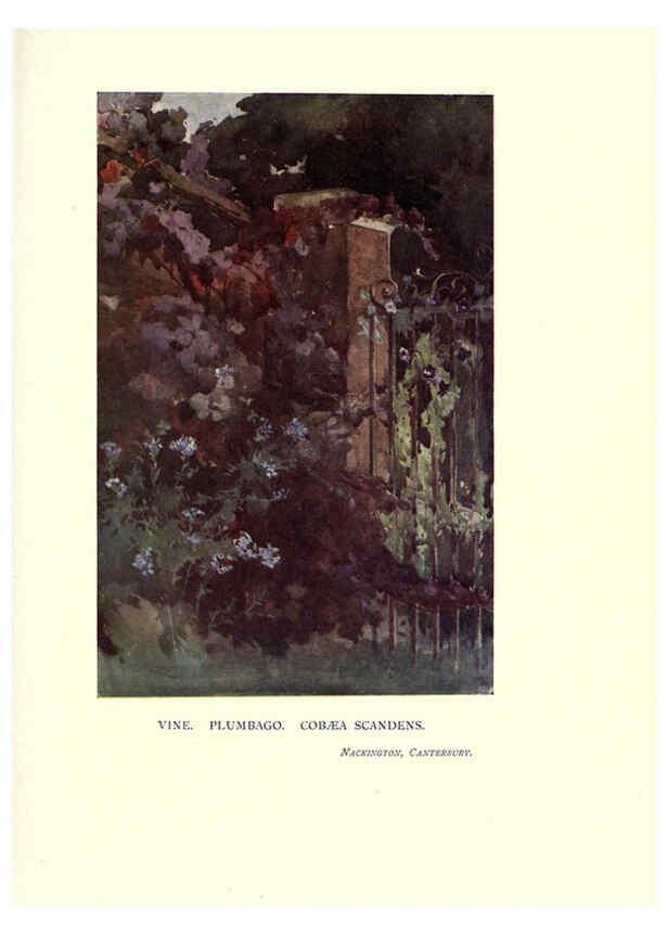 Reproducción/Reproduction 6285796323: Garden colour London,E. P. Dutton & company,1905