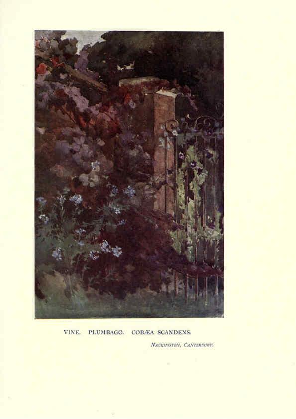 Reproducción/Reproduction 6285796323: Garden colour London,E. P. Dutton & company,1905