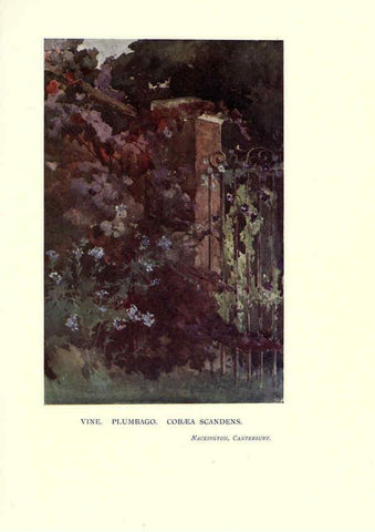Reproducción/Reproduction 6285796323: Garden colour London,E. P. Dutton & company,1905