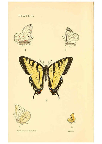 Reproducción/Reproduction 6285862407: A manual of North American butterflies Boston :De Wolfe, Fiske & Co.,1891
