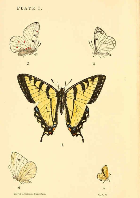 Reproducción/Reproduction 6285862407: A manual of North American butterflies Boston :De Wolfe, Fiske & Co.,1891