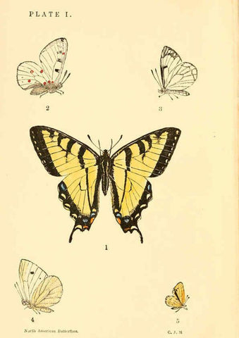 Reproducción/Reproduction 6285862407: A manual of North American butterflies Boston :De Wolfe, Fiske & Co.,1891