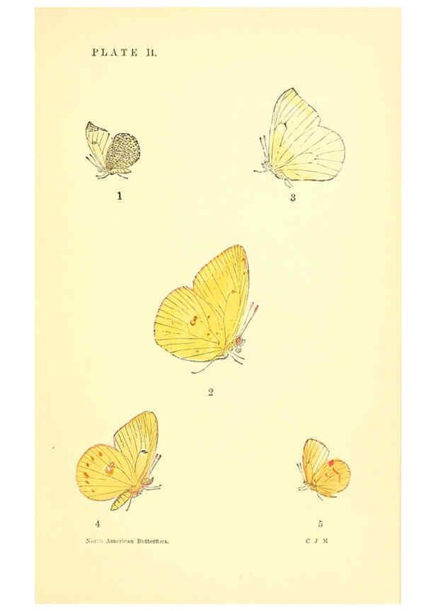 Reproducción/Reproduction 6286383172: A manual of North American butterflies Boston :De Wolfe, Fiske & Co.,1891